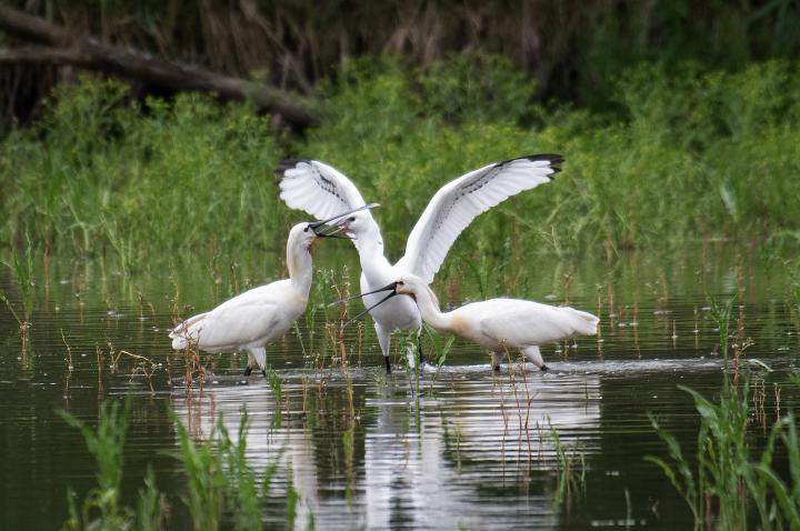 Kolpík bílý (Platalea leucorodia)