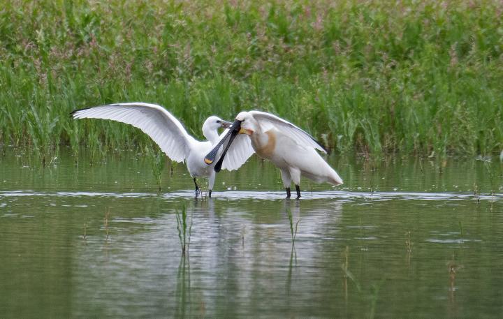 Kolpík bílý (Platalea leucorodia)