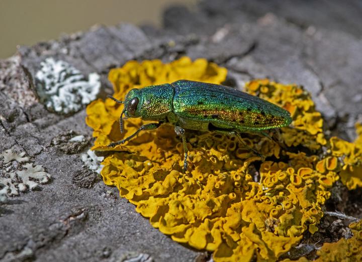 Krasec lipový (Lamprodila rutilans)