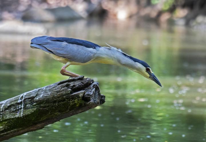  Kvakoš noční ( Nycticorax nycticorax)