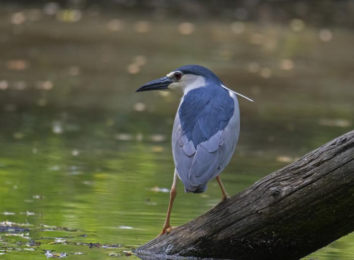  Kvakoš noční ( Nycticorax nycticorax)