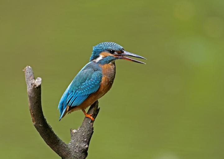 Ledňáček říční (Alcedo atthis)