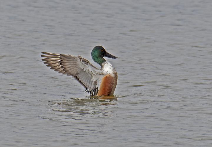 Lžičák pestrý (Anas clypeata)