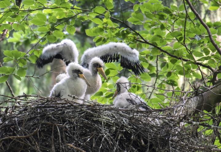 Čáp černý (Ciconia nigra)
