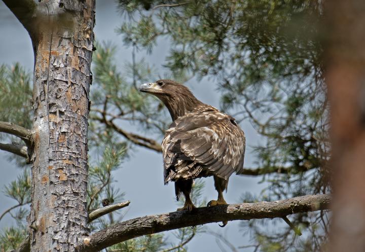  Orel mořský ( Haliaeetus albicillus)