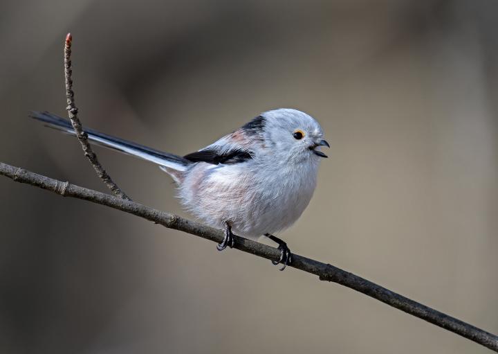 Mlynařík dlouhoocasý (Aegithalos caudatus)