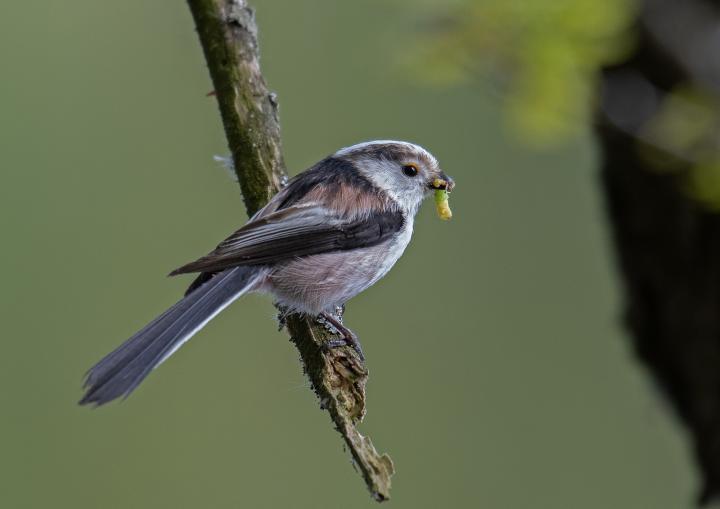 Mlynařík dlouhoocasý (Aegithalos caudatus)