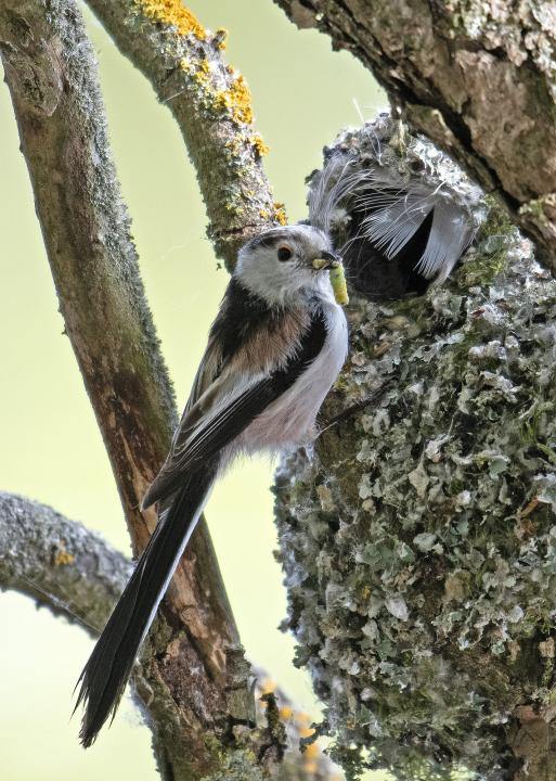 Mlynařík dlouhoocasý (Aegithalos caudatus)