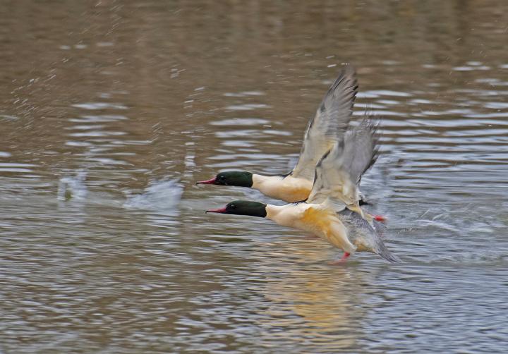 Morčák velký (Mergus merganser)