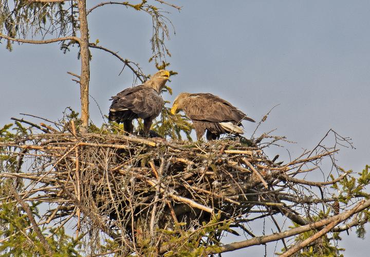  Orel mořský ( Haliaeetus albicillus)