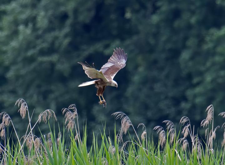 Moták pochop (Circus aeruginosus)
