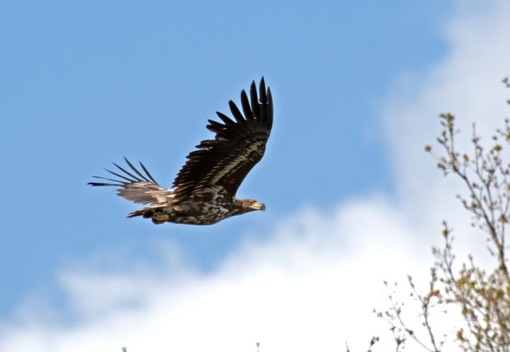  Orel mořský ( Haliaeetus albicillus)