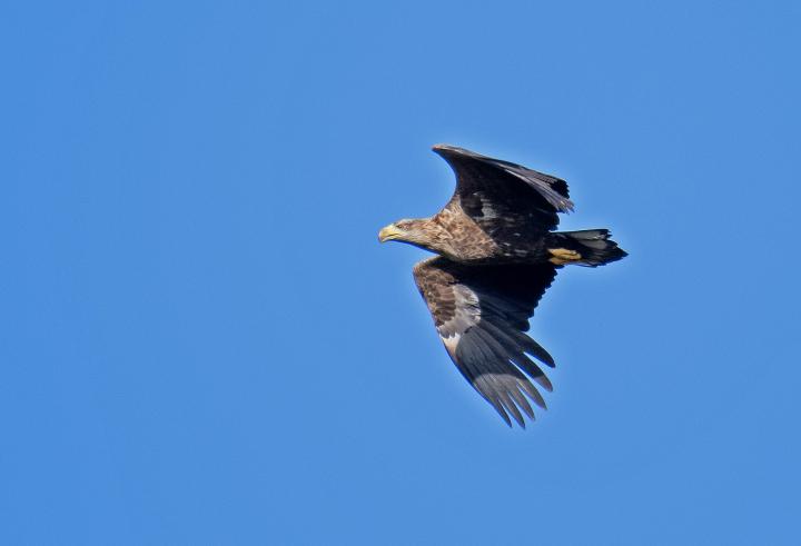  Orel mořský ( Haliaeetus albicillus)