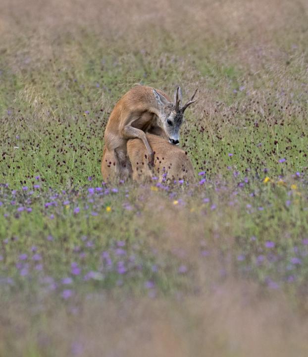  Srnec obecný ( Capreolus capreolus )