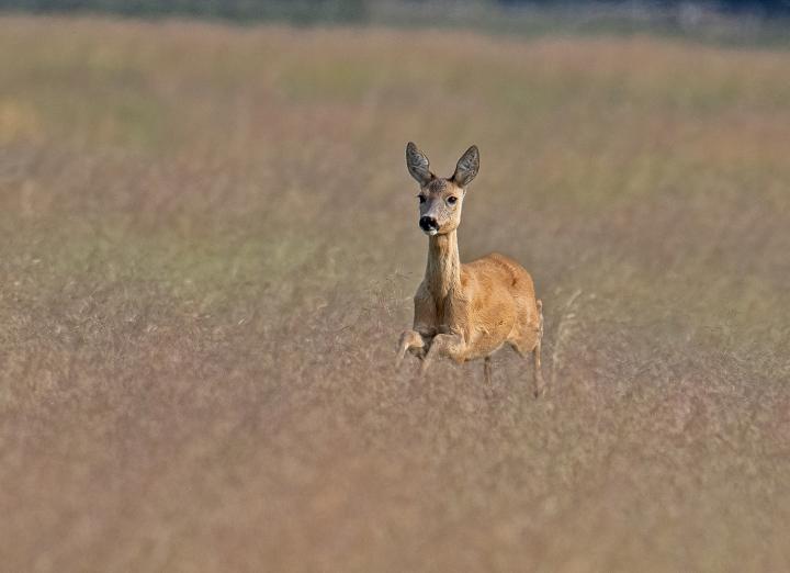  Srnec obecný ( Capreolus capreolus )