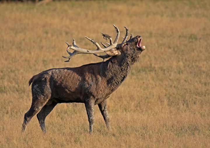 Jelen lesní (Cervus elaphus)