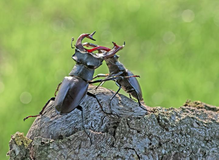 Roháč obecný (Cervus beetle)
