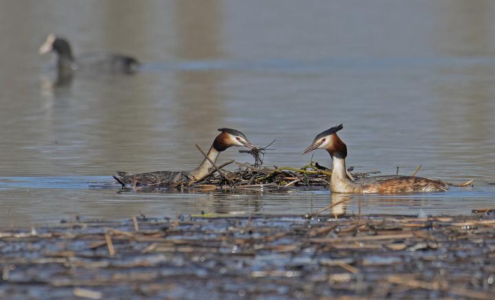 Potápka roháč  (Podiceps cristatus)