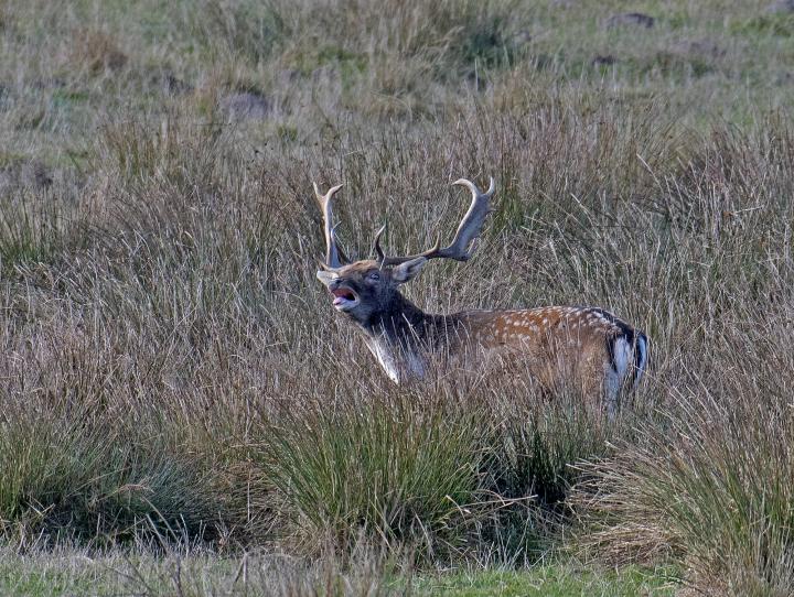 Daněk skvrnitý (Dama dama)