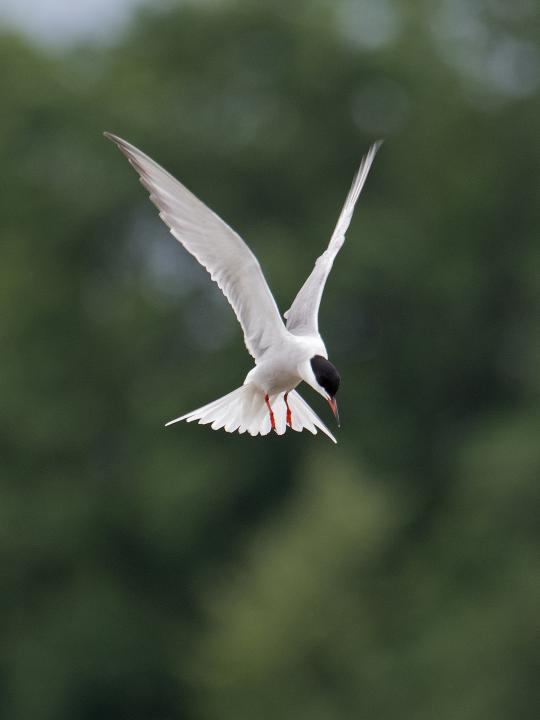 Rybák obecný (Sterna hirundo)