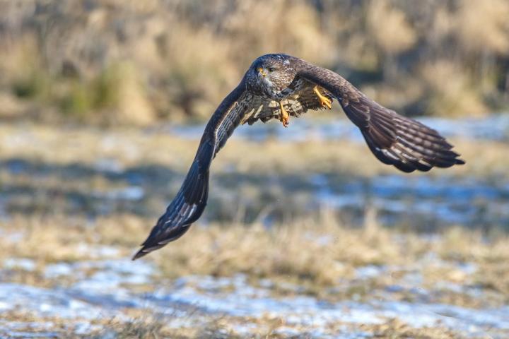 Káně lesní (Buteo buteo)