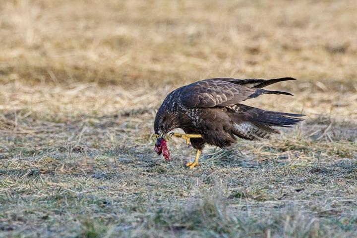 Káně lesní (Buteo buteo)