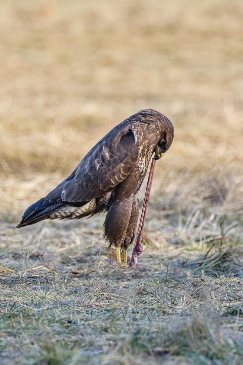 Káně lesní (Buteo buteo)