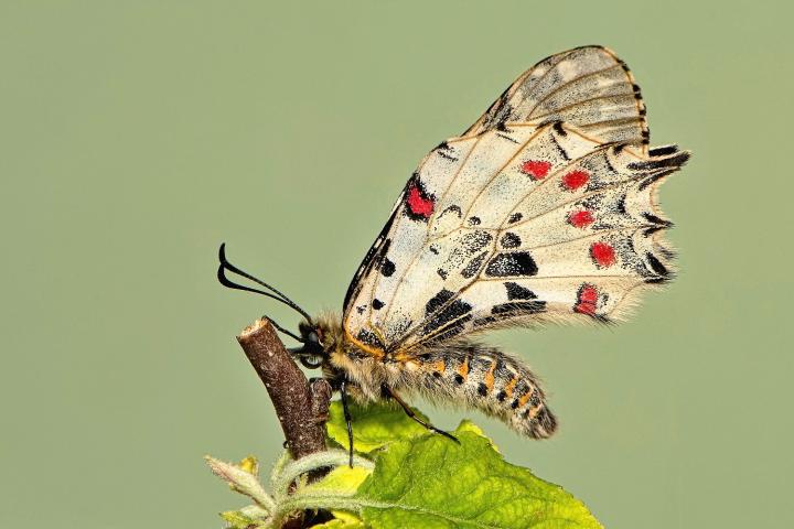 Pestrokřídlec balkánský (Zerynthia cerisyi)