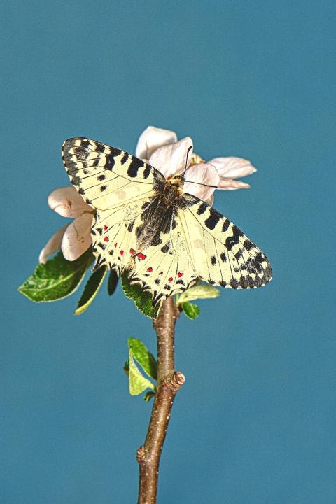 Pestrokřídlec balkánský (Zerynthia cerisyi)