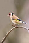 Stehlík obecný (Carduelis carduelis)