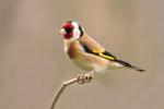 Stehlík obecný (Carduelis carduelis)