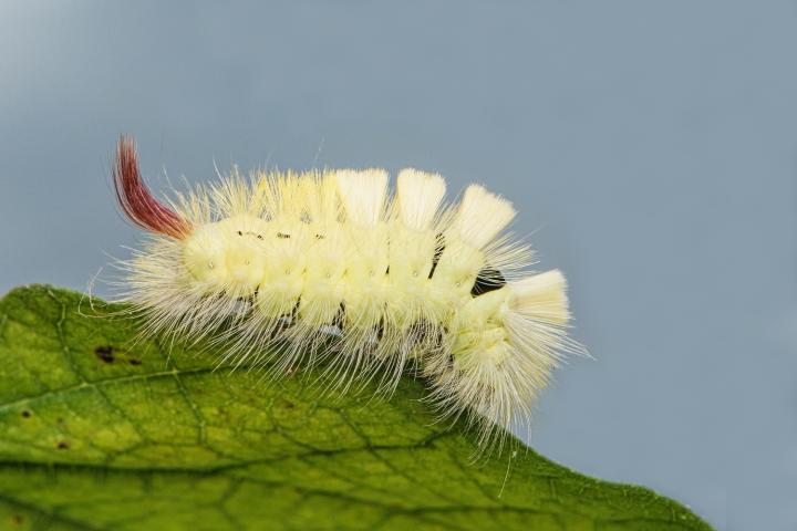 Štětkonoš ořechový (Calliteara pudibunda)