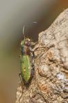 Svižník polní (Cicindela campestris)