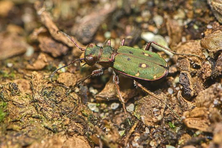 Svižník polní (Cicindela campestris)