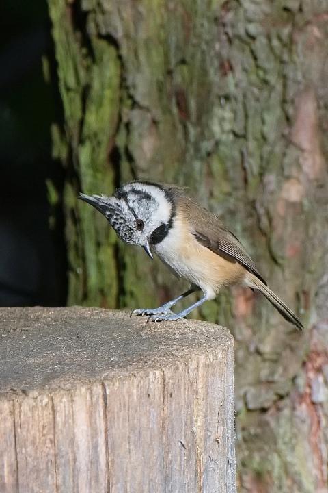 Sýkora parukářka (Parus cristatus)