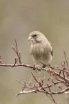 Zvonek zelený (Carduelis chloris)