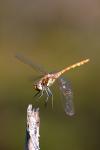 Vážka žíhaná (Sympetrum striolatum)