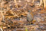 Chřástal vodní (Rallus aquaticus)