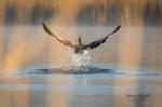  Kormorán velký ( Phalacrocorax carbo)