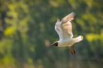 Racek chechtavý (Larus ridibundus)