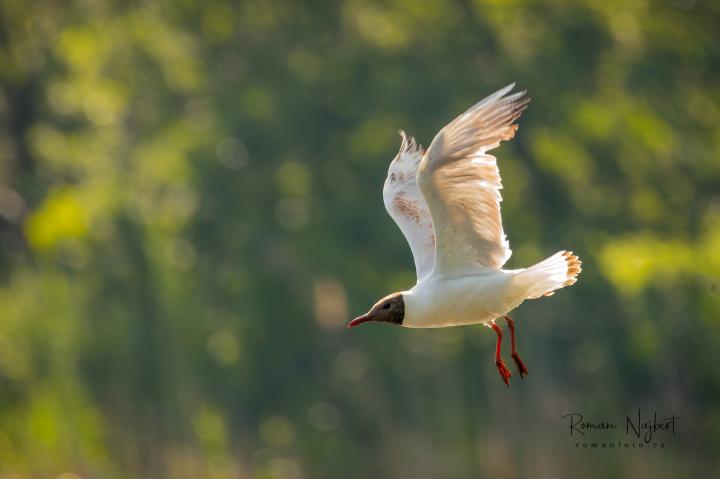 Racek chechtavý (Larus ridibundus)