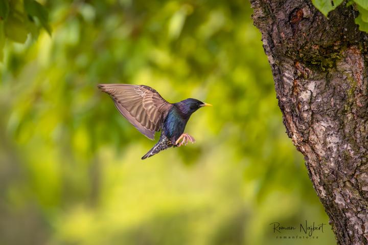 Špaček obecný (Sturnus vulgaris)