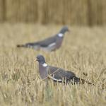 Holub hřivnáč (Columba palumbus)