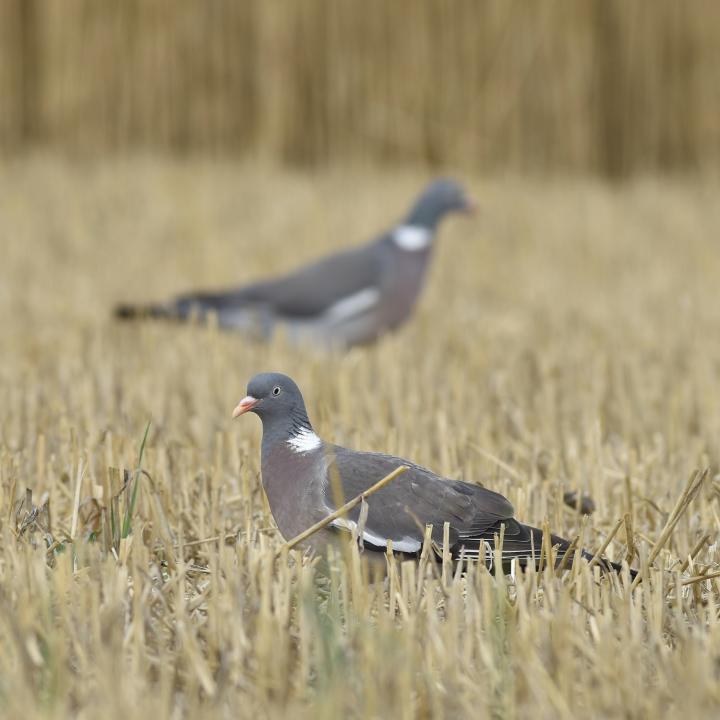 Holub hřivnáč (Columba palumbus)