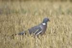 Holub hřivnáč (Columba palumbus)