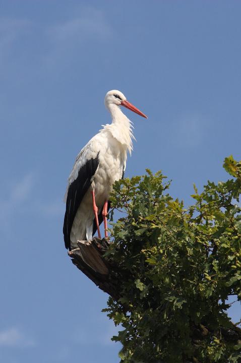 Čáp bílý (Ciconia ciconia)