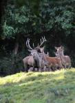 Jelen lesní (Cervus elaphus)