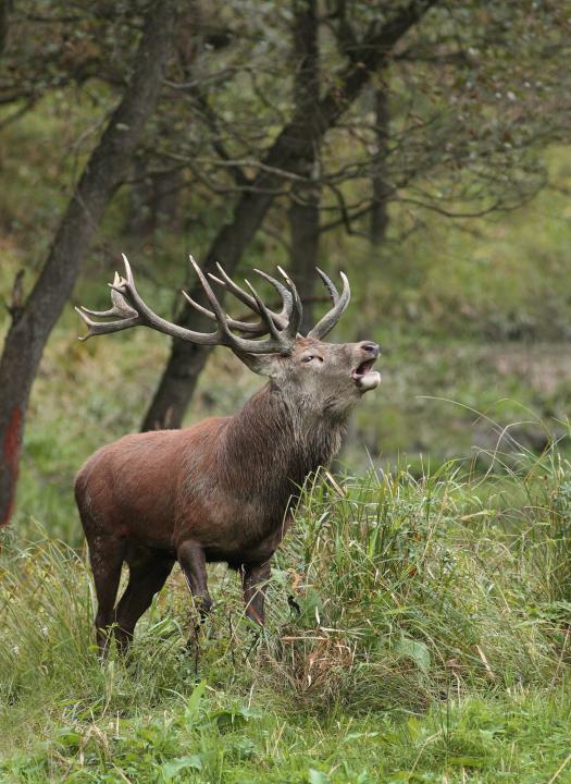 Jelen lesní (Cervus elaphus)