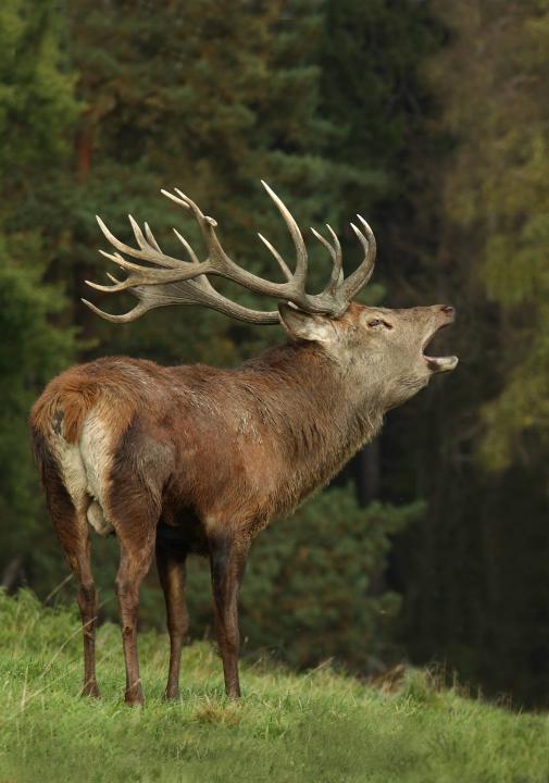 Jelen lesní (Cervus elaphus)