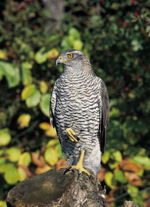 Jestřáb lesní (Accipiter gentilis)